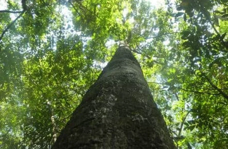 Carbon credits en klimaatprojecten